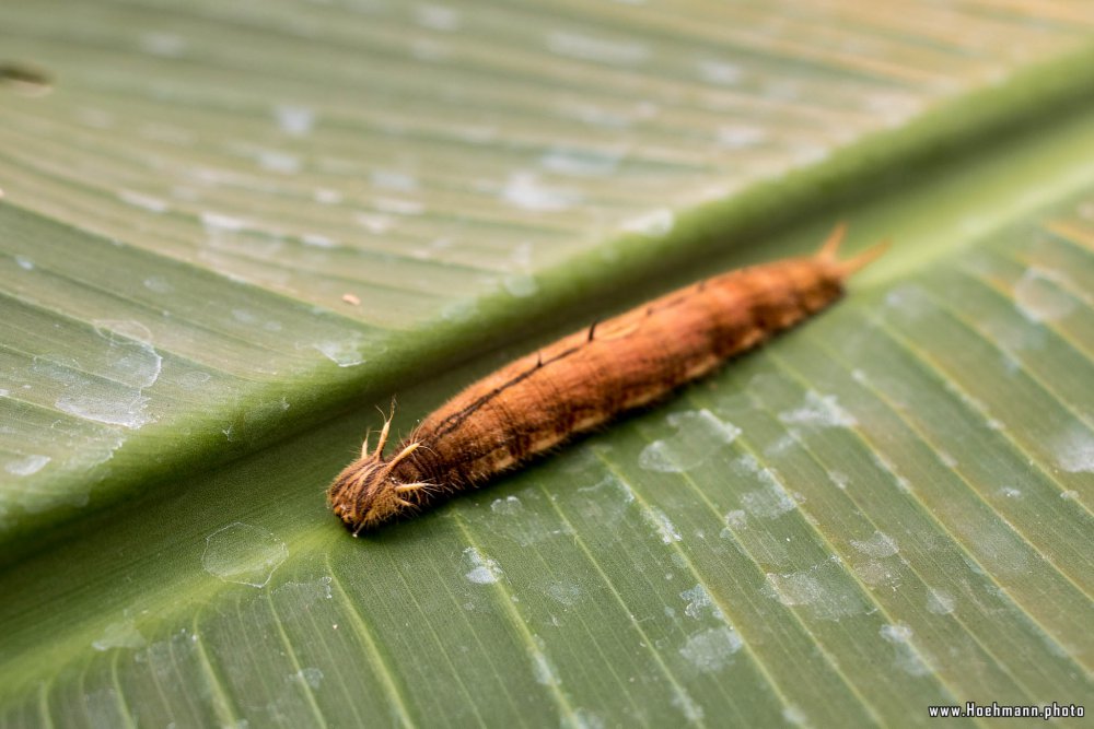 Schmetterling_Hamm_027