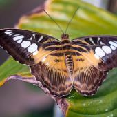 Schmetterling_Hamm_029