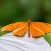 Schmetterling_Hamm_030