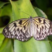 Schmetterling_Hamm_031