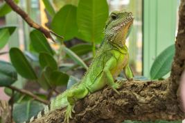 Terra Zoo Rheinberg 22.08.2015