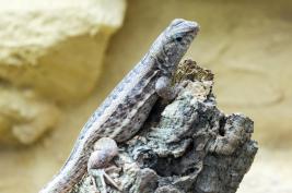 Terra Zoo Rheinberg 22.08.2015