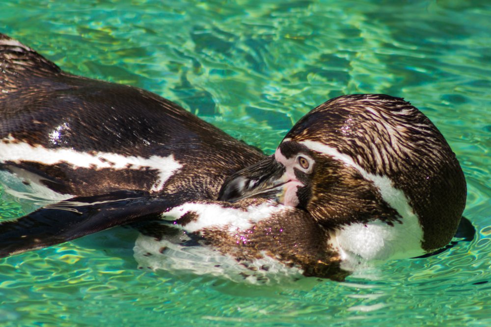 Tierpark_Bochum-12