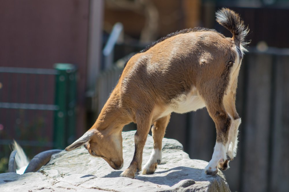 Tierpark_Bochum-29