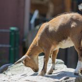 Tierpark_Bochum-29