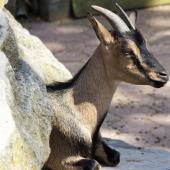 Tierpark_Bochum-37