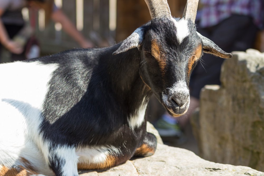 Tierpark_Bochum-38