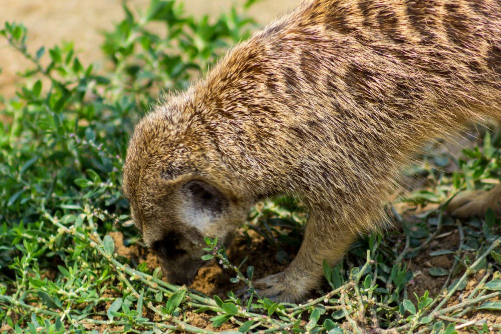 Tierpark_Bochum-3