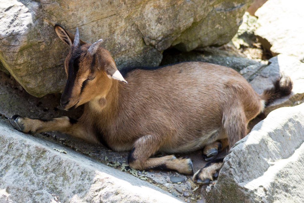 Tierpark_Bochum-41