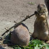 Tierpark_Bochum-44