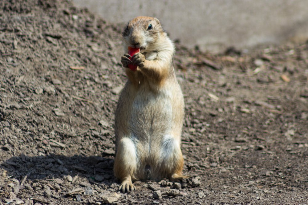 Tierpark_Bochum-46