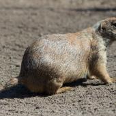 Tierpark_Bochum-50