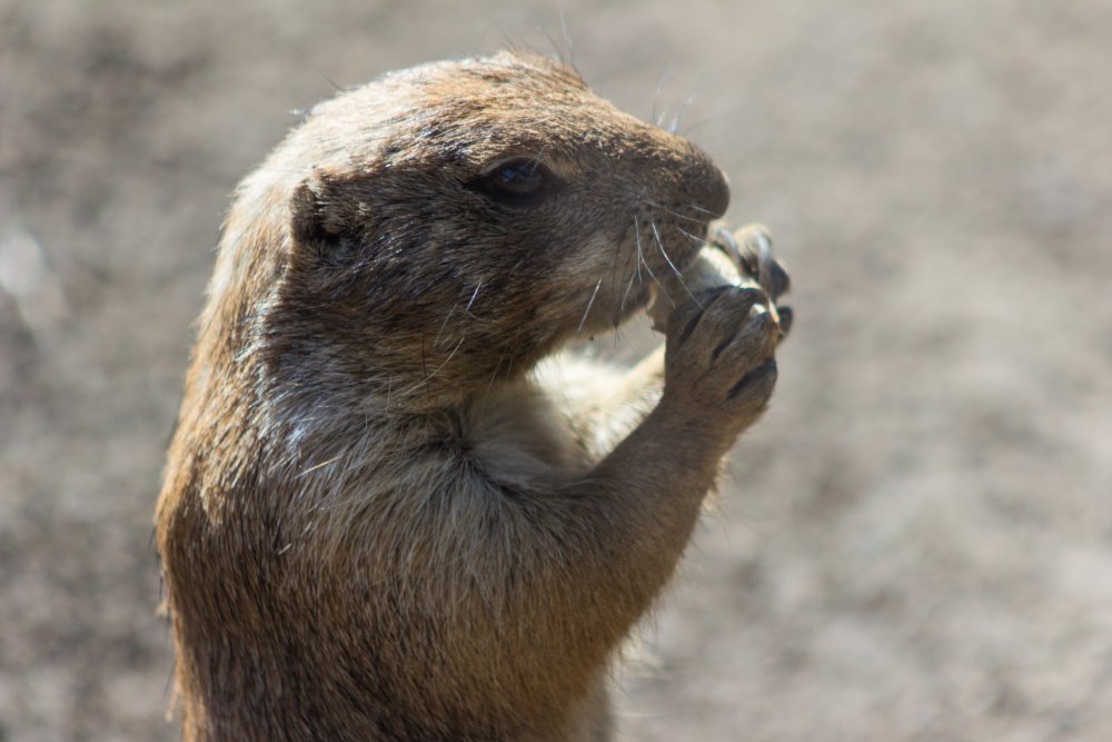 Tierpark_Bochum-55