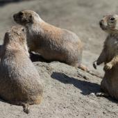 Tierpark_Bochum-56