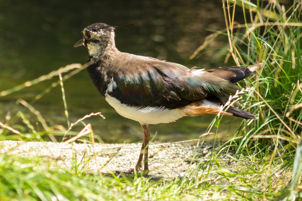 Tierpark_Bochum-6