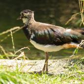 Tierpark_Bochum-6