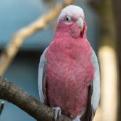 Tierpark_Bochum-71