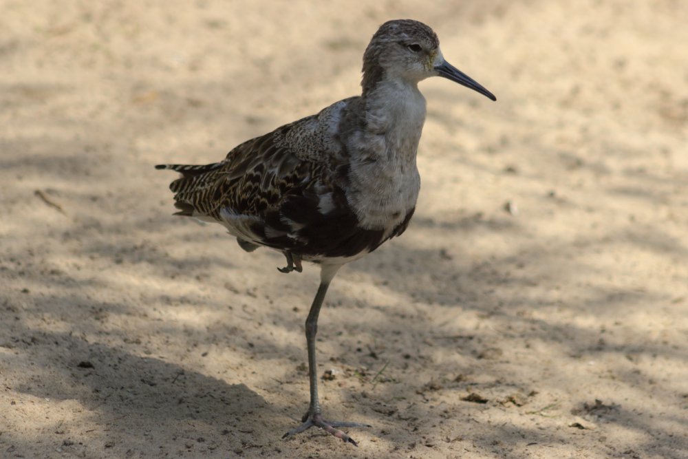 Tierpark_Bochum-7