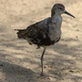 Tierpark_Bochum-7