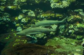 Tierpark Bochum 18.07.2015