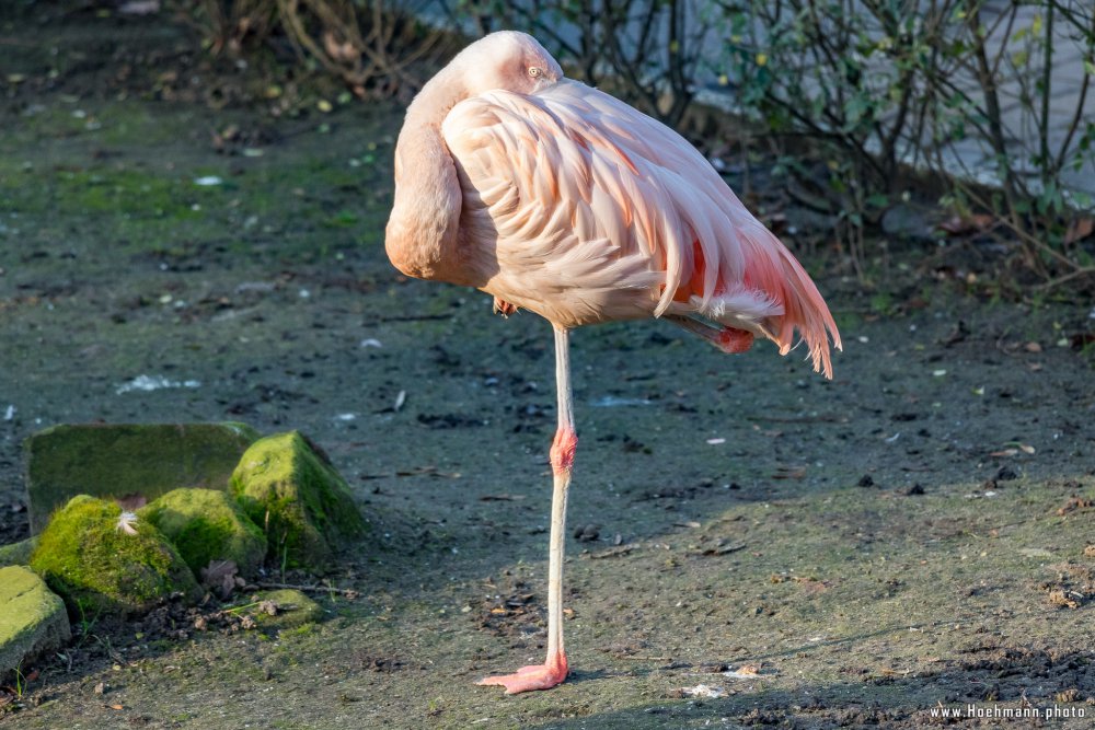 Tierpark_Hamm_2015_008