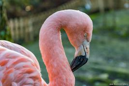 Tierpark Hamm 29.12.2015