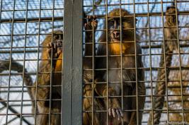 Tierpark Hamm 29.12.2015