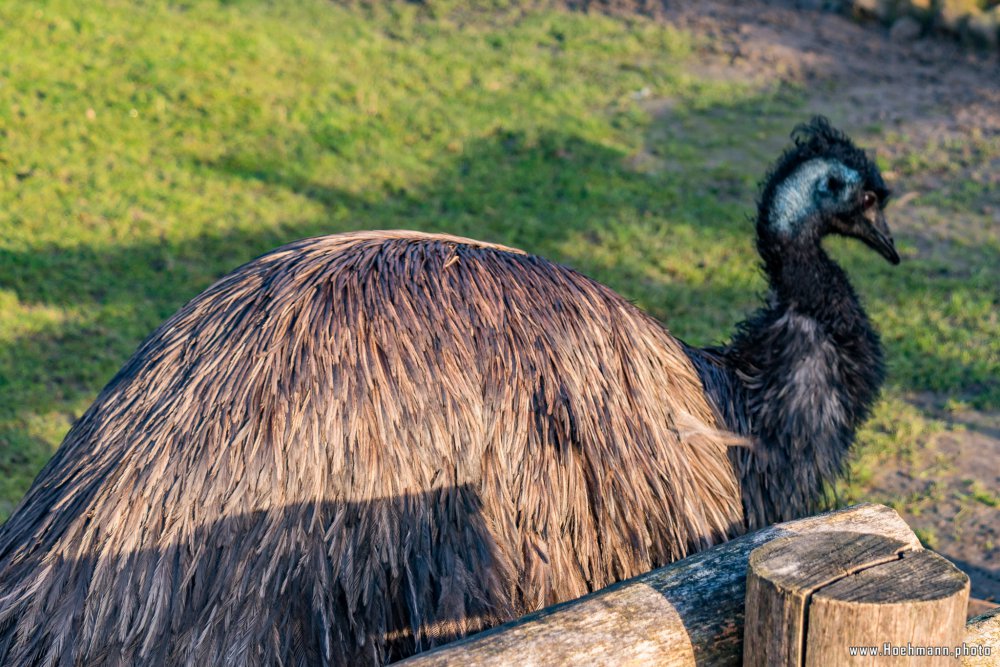 Tierpark_Hamm_2015_017