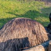 Tierpark_Hamm_2015_017