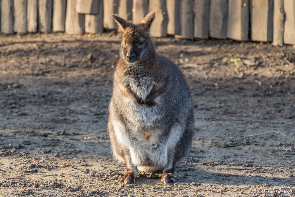 Tierpark_Hamm_2015_018