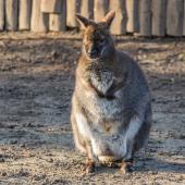 Tierpark_Hamm_2015_018