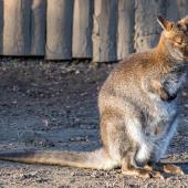 Tierpark_Hamm_2015_019