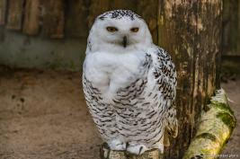 Tierpark Hamm 29.12.2015