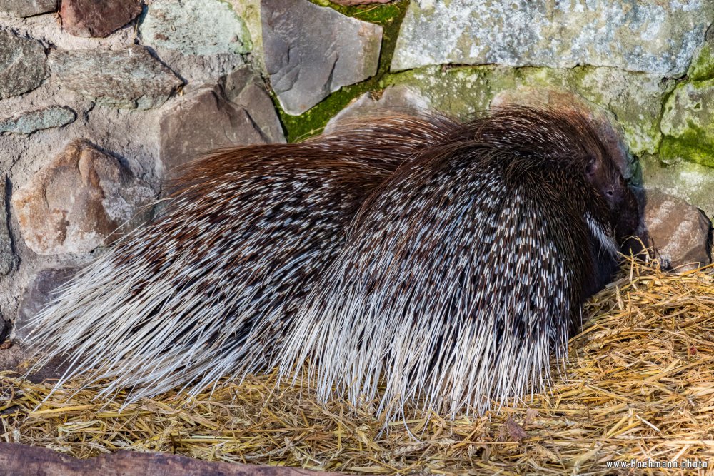 Tierpark_Hamm_2015_024