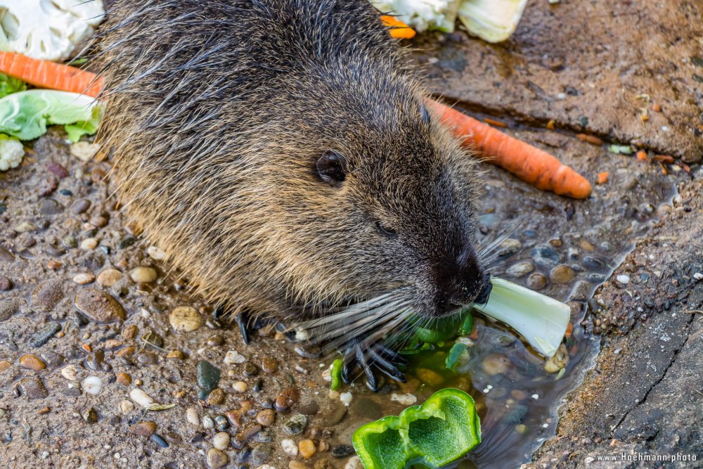 Tierpark_Hamm_2015_025