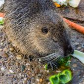 Tierpark_Hamm_2015_025