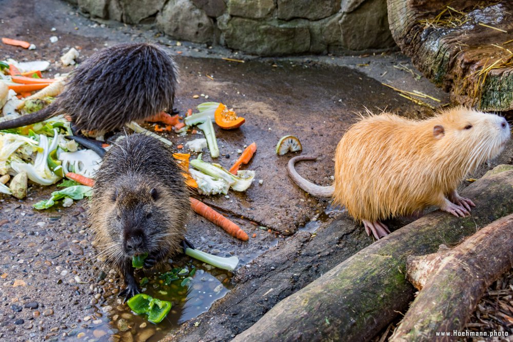 Tierpark_Hamm_2015_027