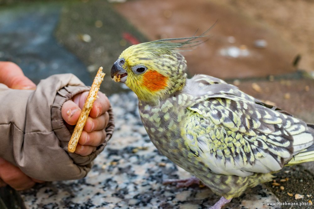 Tierpark_Hamm_2015_031