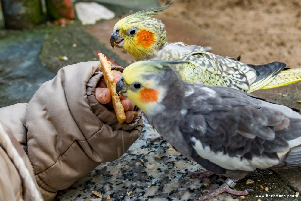 Tierpark_Hamm_2015_035