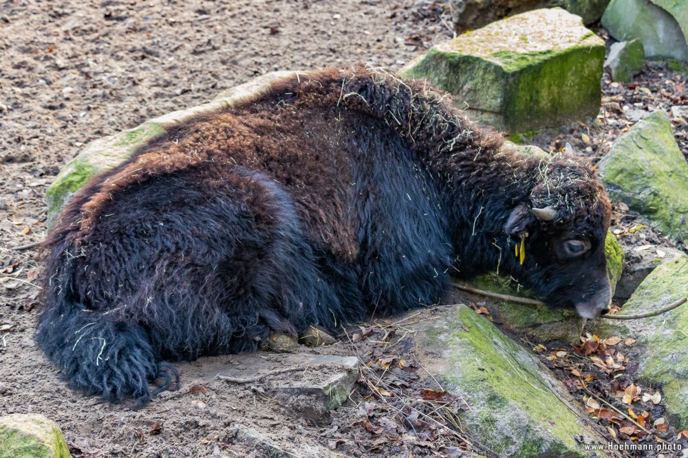 Tierpark_Hamm_2015_037