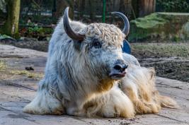 Tierpark Hamm 29.12.2015