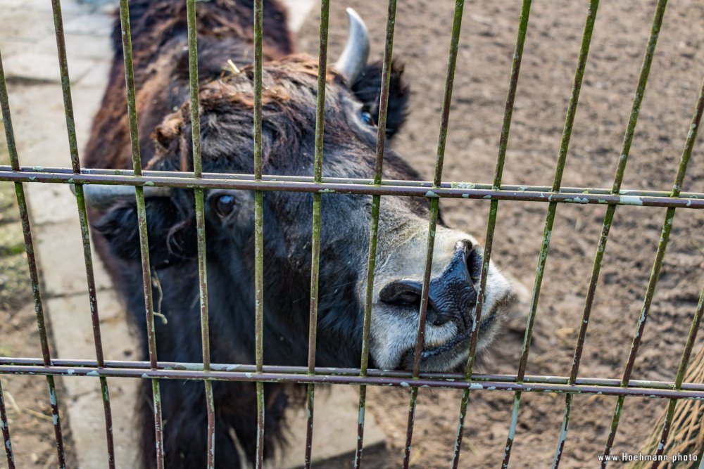 Tierpark_Hamm_2015_044