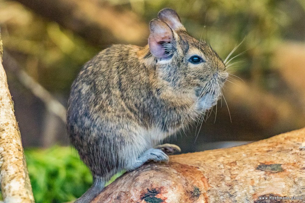 Tierpark_Hamm_2015_045