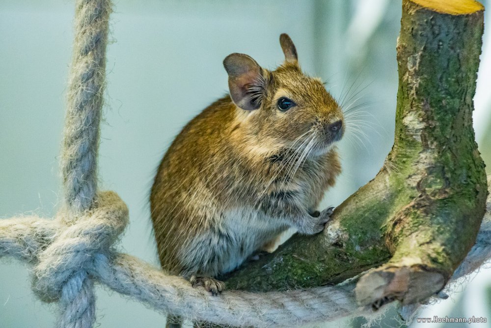 Tierpark_Hamm_2015_046