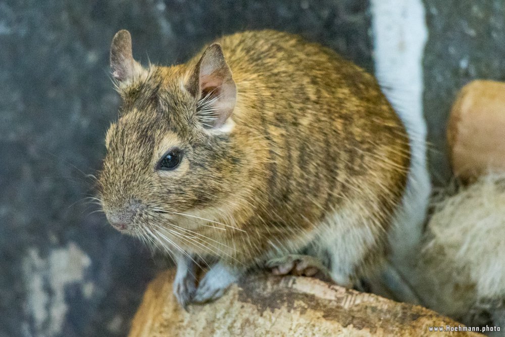 Tierpark_Hamm_2015_047