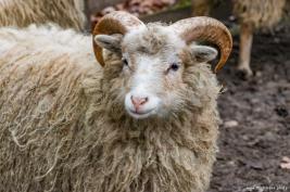 Tierpark Hamm 29.12.2015