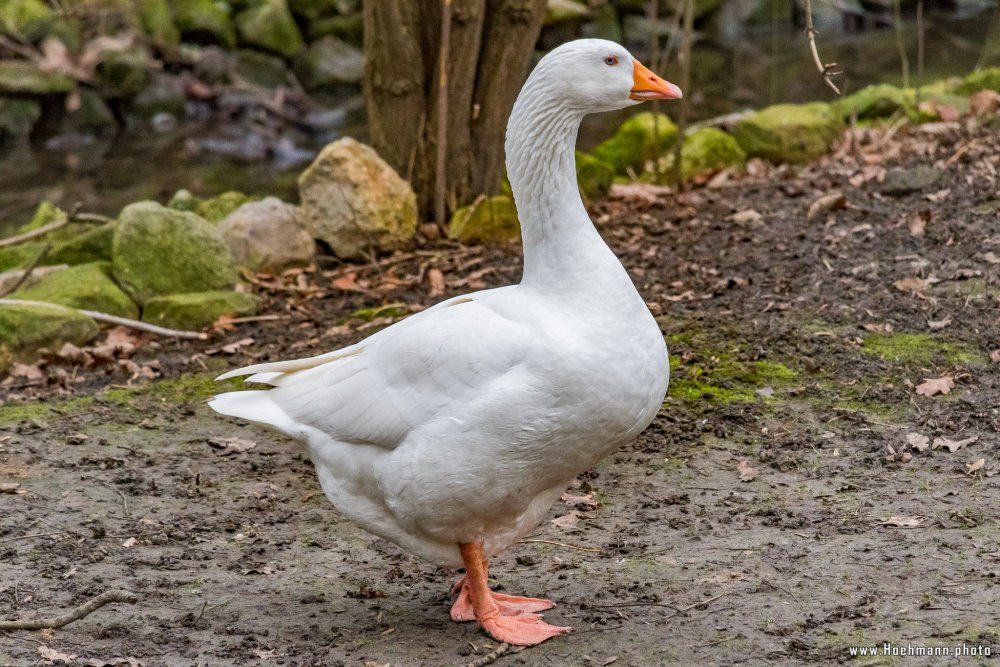 Tierpark_Hamm_2015_053