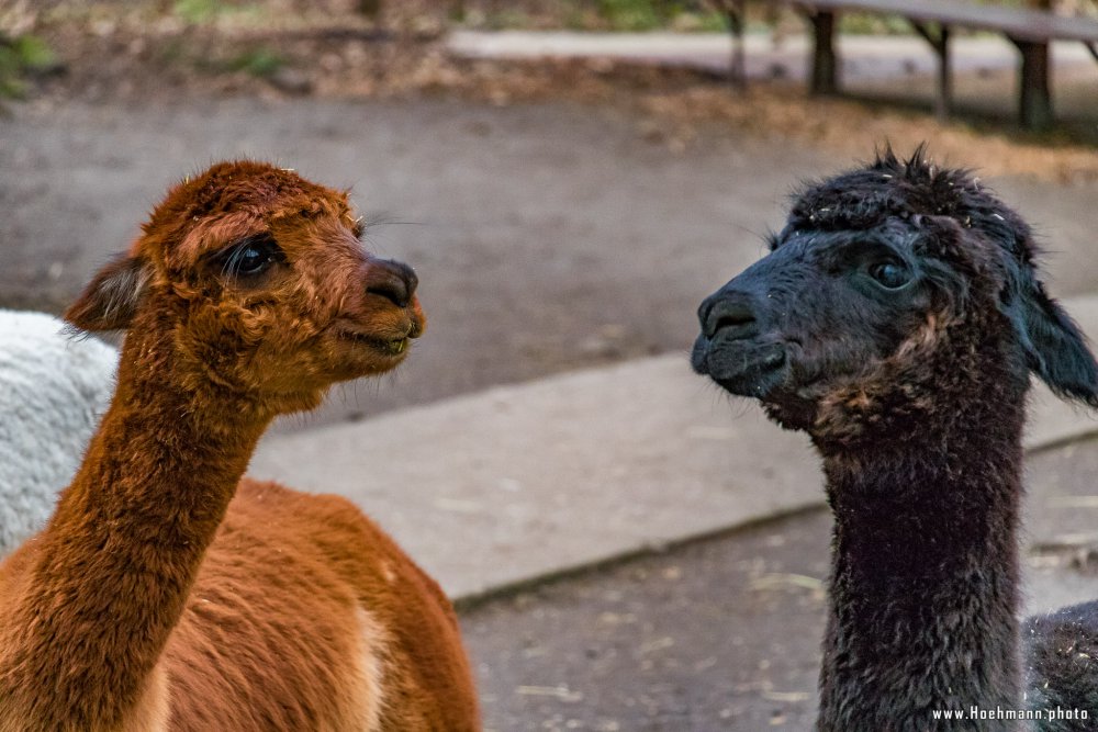 Tierpark_Hamm_2015_054