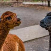 Tierpark_Hamm_2015_054