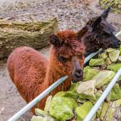 Tierpark_Hamm_2015_055